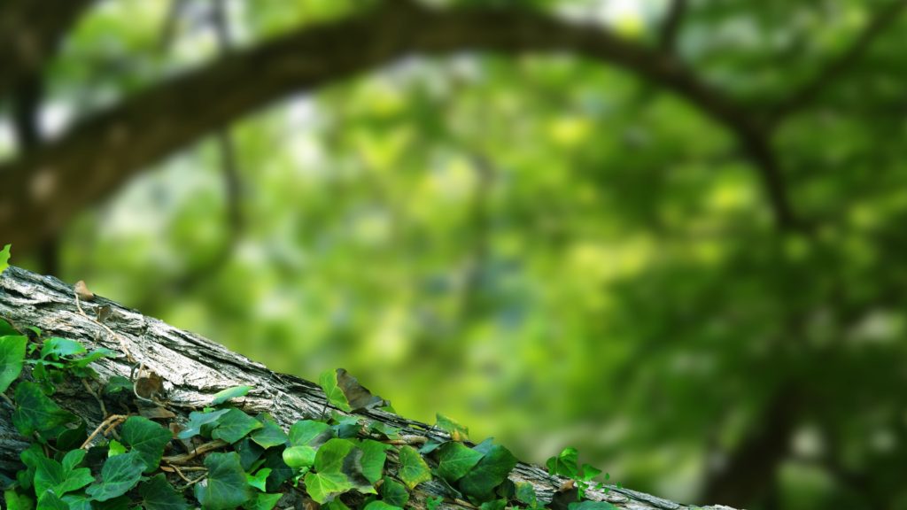 The Forest for the Trees