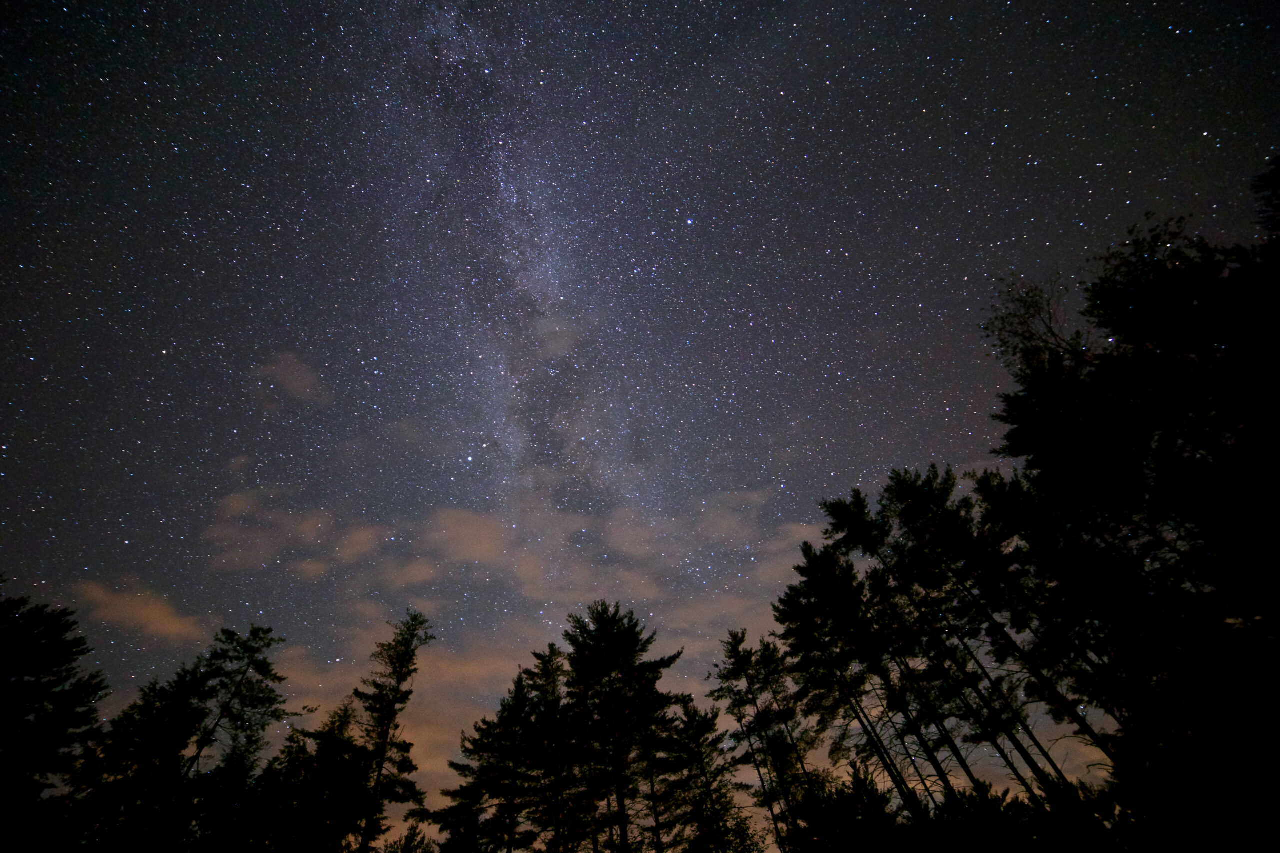 night-trees-milky-way-stars copy